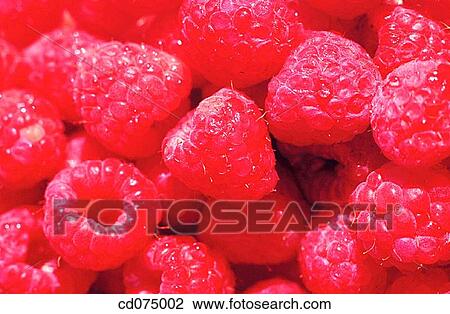 Raspberries View Large Photo Image Stock Image - Raspberries. Fotosearch