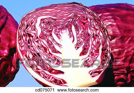Stock Image - Red cabbage. Fotosearch