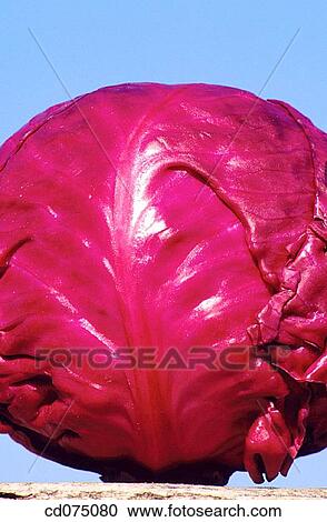 Red cabbage View Large Photo Image Stock Image - Red cabbage. Fotosearch