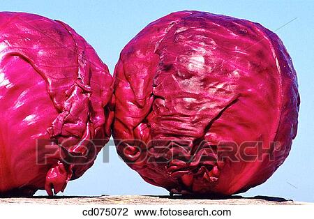 Red cabbages View Large Photo Image Stock Image - Red cabbages. Fotosearch