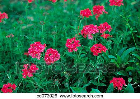 Stock Photograph - Red hybrid verbenas. Fotosearch