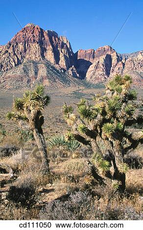 Red Rock Canyon National Conservation Area. Nevada. USA View Large Photo Image Stock Image - Red Rock Canyon National Conservation Area. Nevada. USA. Fotosearch