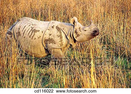 Stock Image - Rhino (Rhinoceros unicornis). Fotosearch