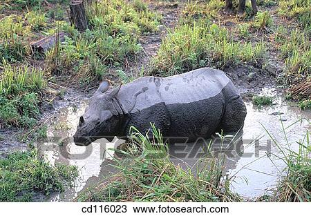 Rhino (Rhinoceros unicornis) View Large Photo Image Stock Image - Rhino (Rhinoceros unicornis). Fotosearch