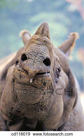 Rhino (Rhinoceros unicornis) View Large Photo Image Stock Photo - Rhino (Rhinoceros unicornis). Fotosearch