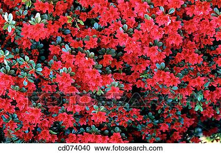 Stock Image - Rhododendron, Azalea. Fotosearch