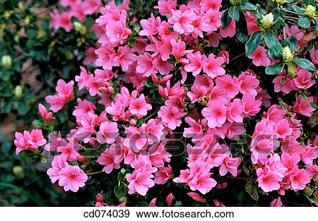 Stock Photo - Rhododendron, Azalea. Fotosearch