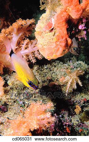 Ring-tailed Cardinalfish (Apogon aureus). Palau Island. Micronesia. View Large Photo Image Stock Image - Ring-tailed Cardinalfish (Apogon aureus). Palau Island. Micronesia.. Fotosearch