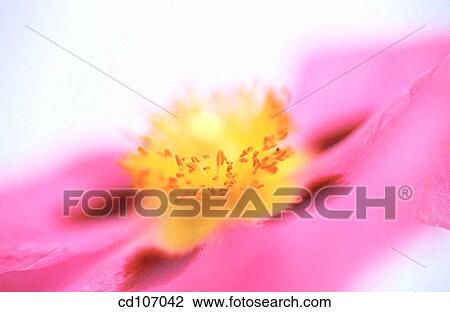 Rock Rose (Cistus hybr. ) View Large Photo Image Stock Image - Rock Rose (Cistus hybr. ). Fotosearch