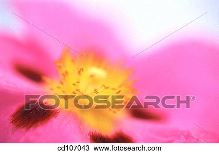 Rock Rose (Cistus hybr. ) View Large Photo Image Stock Image - Rock Rose (Cistus hybr. ). Fotosearch