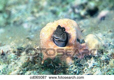 Stock Photo - Rockskipper (Istiblennius sp. ). Papua New Guinea.. Fotosearch