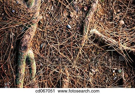 Roots View Large Photo Image Stock Image - Roots. Fotosearch