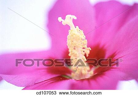 Rose of Sharon (Hibiscus syriacus) View Large Photo Image Stock Image - Rose of Sharon (Hibiscus syriacus). Fotosearch