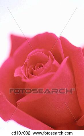 Rose (Rosa hybr. ) View Large Photo Image Stock Image - Rose (Rosa hybr. ). Fotosearch