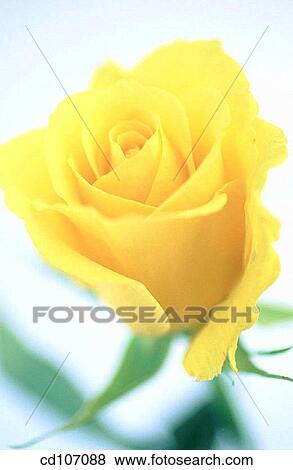 Rose (Rosa hybr. ) View Large Photo Image Stock Photo - Rose (Rosa hybr. ). Fotosearch
