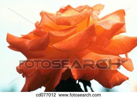 Rose View Large Photo Image Stock Image - Rose. Fotosearch