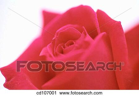 Stock Image - Rose. Fotosearch