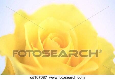 Stock Photo - Rose. Fotosearch