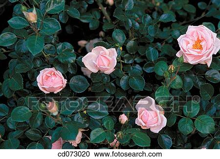 Stock Image - Roses (Rosa x New Dawn")". Fotosearch