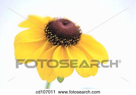 Stock Image - Rudbeckia hybr.. Fotosearch