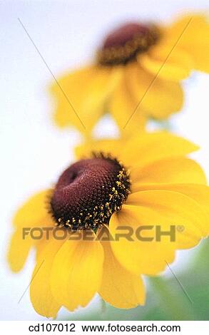 Rudbeckia hybr. View Large Photo Image Stock Image - Rudbeckia hybr.. Fotosearch