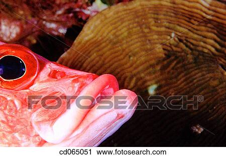 Saber Squirrelfish (Sargocentron spiniferum). Palau Island. Micronesia. View Large Photo Image Stock Image - Saber Squirrelfish (Sargocentron spiniferum). Palau Island. Micronesia.. Fotosearch