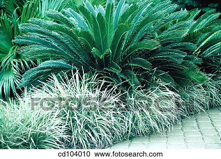 Sago Palm or King Sago (Cycas revoluta) View Large Photo Image Stock Image - Sago Palm or King Sago (Cycas revoluta). Fotosearch