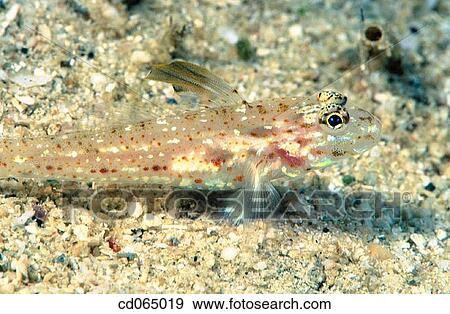 Sand Goby. Papua New Guinea. View Large Photo Image Stock Photo - Sand Goby. Papua New Guinea.. Fotosearch