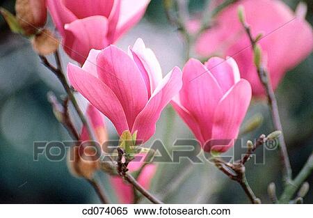 Saucer magnolia (Magnolia soulangeana) View Large Photo Image Stock Photography - Saucer magnolia (Magnolia soulangeana). Fotosearch