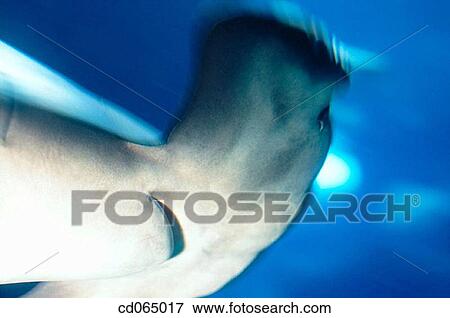 Scalloped Hammerhead Shark (Sphyrna lewini). Pacific Ocean. View Large Photo Image Stock Photo - Scalloped Hammerhead Shark (Sphyrna lewini). Pacific Ocean.. Fotosearch
