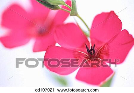 Scartlet Flax (Linum grandiflorum) View Large Photo Image Stock Image - Scartlet Flax (Linum grandiflorum). Fotosearch