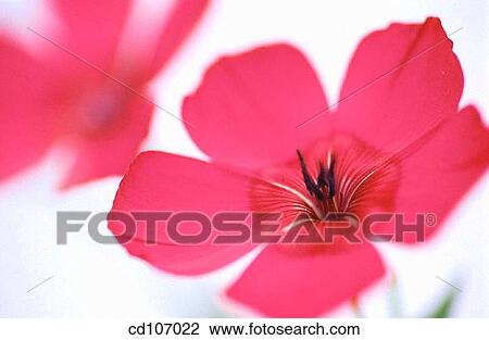 Scartlet Flax (Linum grandiflorum) View Large Photo Image Stock Image - Scartlet Flax (Linum grandiflorum). Fotosearch