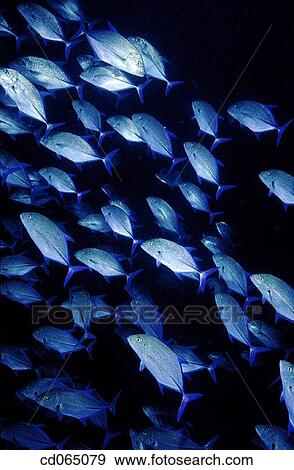 School of Blue-striped Snappers. Sea of Cortez. Baja California. Mexico. Pacific Ocean. View Large Photo Image Stock Photo - School of Blue-striped Snappers. Sea of Cortez. Baja California. Mexico. Pacific Ocean.. Fotosearch