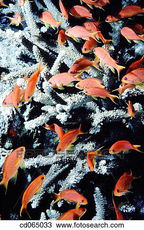School of Goldfish -also called Sea Goldies- (Pseudanthias squamipinnis). Pacific Ocean. View Large Photo Image Stock Image - School of Goldfish -also called Sea Goldies- (Pseudanthias squamipinnis). Pacific Ocean.. Fotosearch