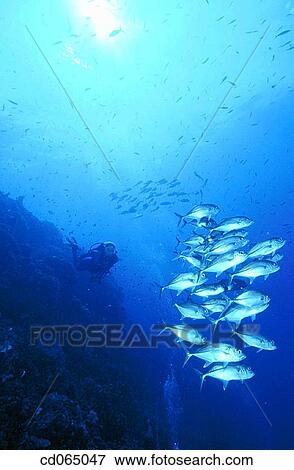 Stock Photo - School of Jacks (Caranx sp. ). Papua New Guinea.. Fotosearch