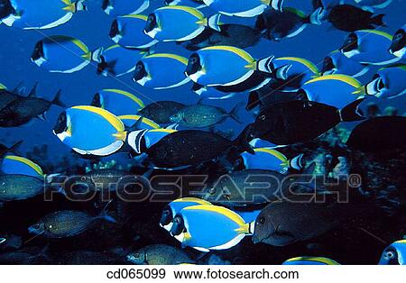 Schooling Blue Surgeonfish (Acanthurus sp. ). Maldive Islands. View Large Photo Image Stock Photo - Schooling Blue Surgeonfish (Acanthurus sp. ). Maldive Islands.. Fotosearch