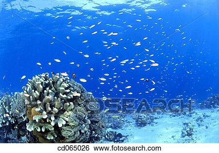 Schooling Fairy Basslets. Banda Sea. Indonesia. View Large Photo Image Stock Photograph - Schooling Fairy Basslets. Banda Sea. Indonesia.. Fotosearch
