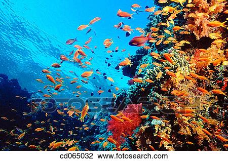 Schooling Fairy Basslets (Pseudanthias sp. ). Red Sea. Egypt. View Large Photo Image Stock Image - Schooling Fairy Basslets (Pseudanthias sp. ). Red Sea. Egypt.. Fotosearch