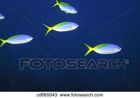 Schooling Fusiliers (Pterocaesio sp. ). Indo-Pacific Ocean. View Large Photo Image Stock Image - Schooling Fusiliers (Pterocaesio sp. ). Indo-Pacific Ocean.. Fotosearch