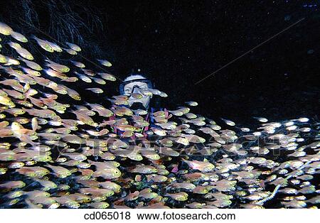 Schooling Sweepers. Maldive Islands. View Large Photo Image Stock Photo - Schooling Sweepers. Maldive Islands.. Fotosearch