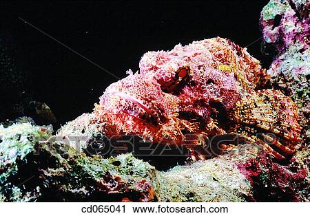 Stock Image - Scorpionfish (Scorpaenopsis oxycephalus). Indo-Pacific Ocean.. Fotosearch