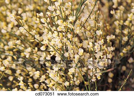 Scotch Broom (Cytisus scoparius) View Large Photo Image Stock Image - Scotch Broom (Cytisus scoparius). Fotosearch