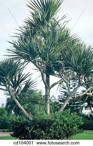 Screw Pine (Pandanus utilis) View Large Photo Image Stock Image - Screw Pine (Pandanus utilis). Fotosearch