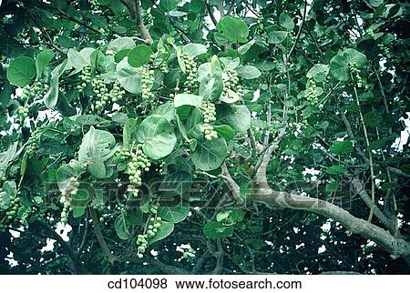 Sea grape (Coccoloba uvifera) View Large Photo Image Stock Photo - Sea grape (Coccoloba uvifera). Fotosearch