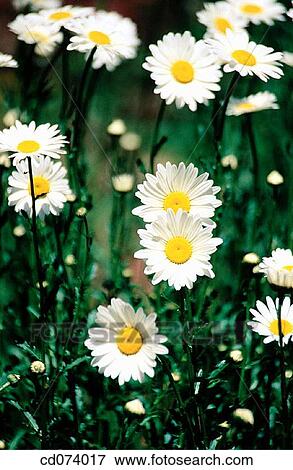 Shasta daisies, Chrysanthemum maximum View Large Photo Image Stock Photo - Shasta daisies, Chrysanthemum maximum. Fotosearch