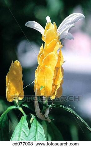 Shrimp plant (Beloperone guttata) View Large Photo Image Stock Photo - Shrimp plant (Beloperone guttata). Fotosearch