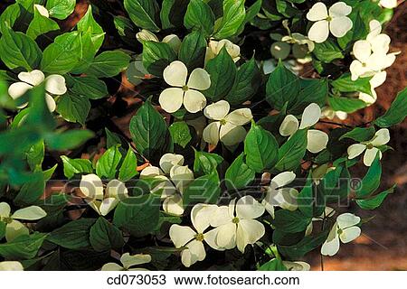 Shrub (Cornus Ruth Ellen")" View Large Photo Image Stock Image - Shrub (Cornus Ruth Ellen")". Fotosearch
