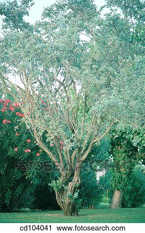 Silver Buttonwood (Conocarpus erectus sericeus) View Large Photo Image Stock Image - Silver Buttonwood (Conocarpus erectus sericeus). Fotosearch