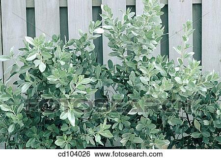 Silver Buttonwood (Conocarpus erectus sericeus) View Large Photo Image Stock Photograph - Silver Buttonwood (Conocarpus erectus sericeus). Fotosearch