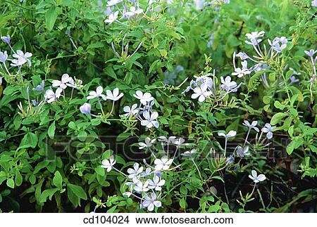 Skyflower, Leadwort (Plumbago auriculata) View Large Photo Image Picture - Skyflower, Leadwort (Plumbago auriculata). Fotosearch